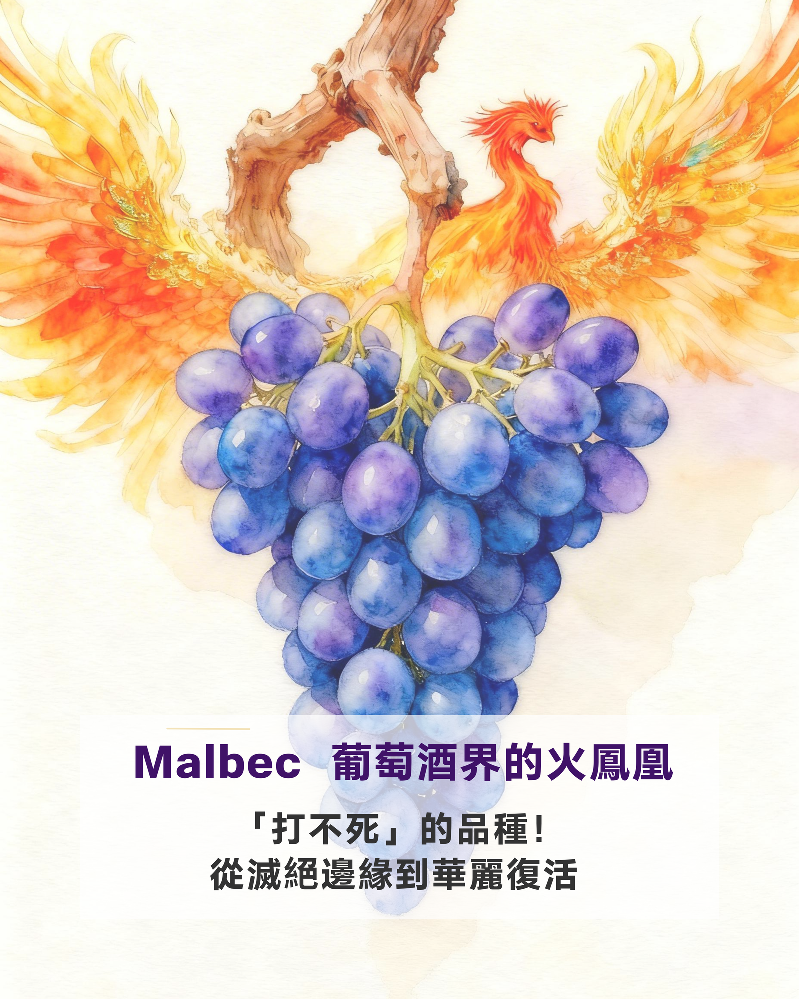 Malbec 葡萄酒界的火鳳凰 ——「打不死」的傳奇品種！