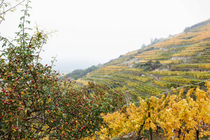 奧地利明日之星 - Pichler Krutzler Riesling "Loibenberg" 2018 (RP: 93) │Second Release
