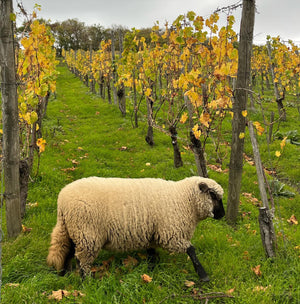 Weingut C. von Nell-Breuning Kaseler Dominikanerberg Riesling Kabinett 2017