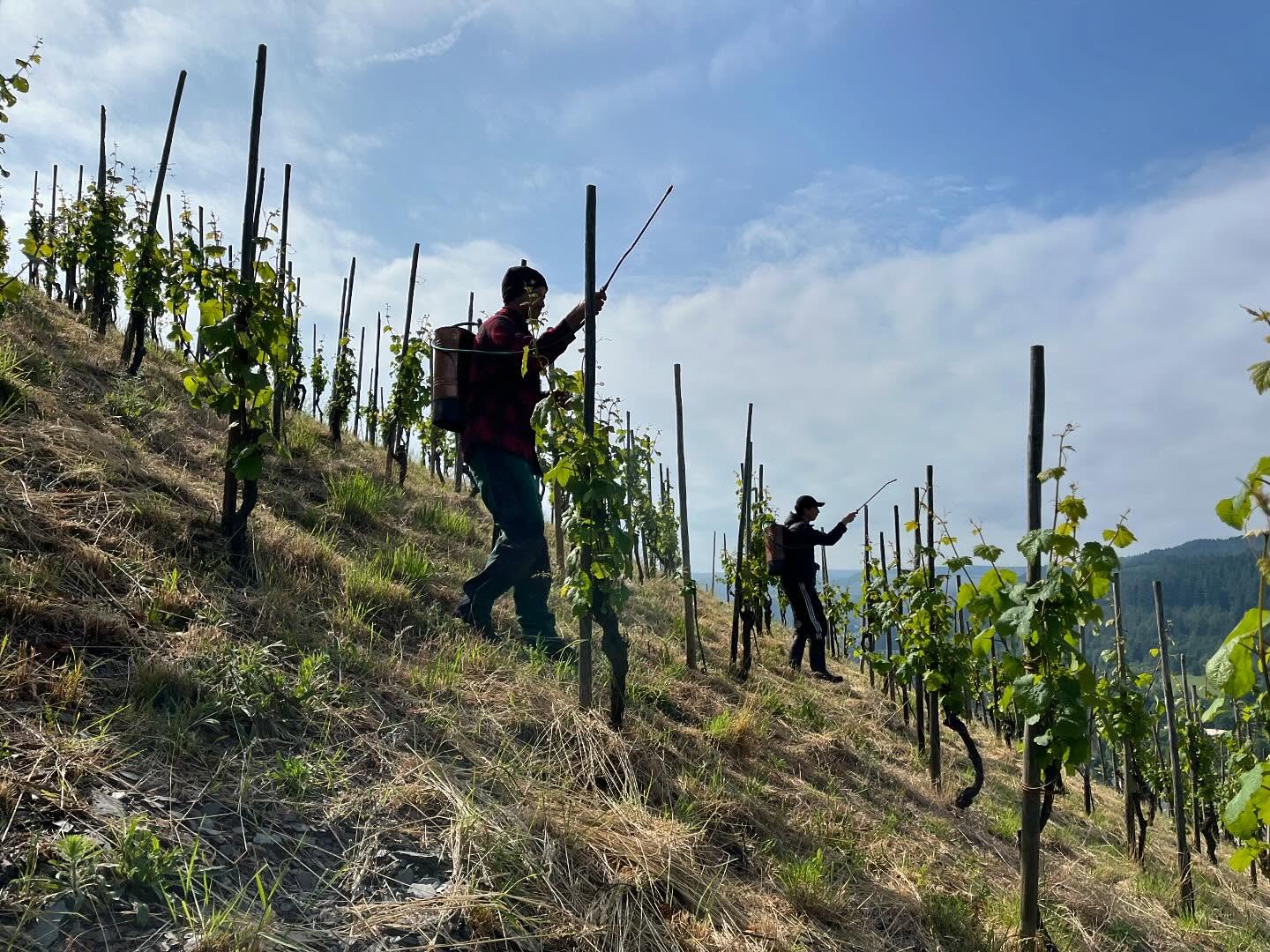 Weingut C. von Nell-Breuning Schiefer Riesling Trocken 2020 (Dry Style)