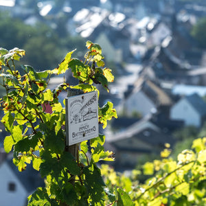 Weingut Immich-Batterieberg "C.A.I." Riesling Trocken 2023 (RP: 91, JS:92)