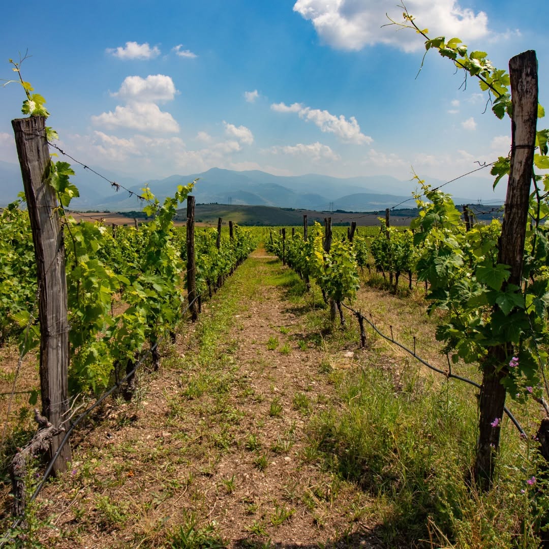 波爾多『加菲貓』莊主保加利亞出品 - Domaine Bessa Valley Petit Verdot 2019