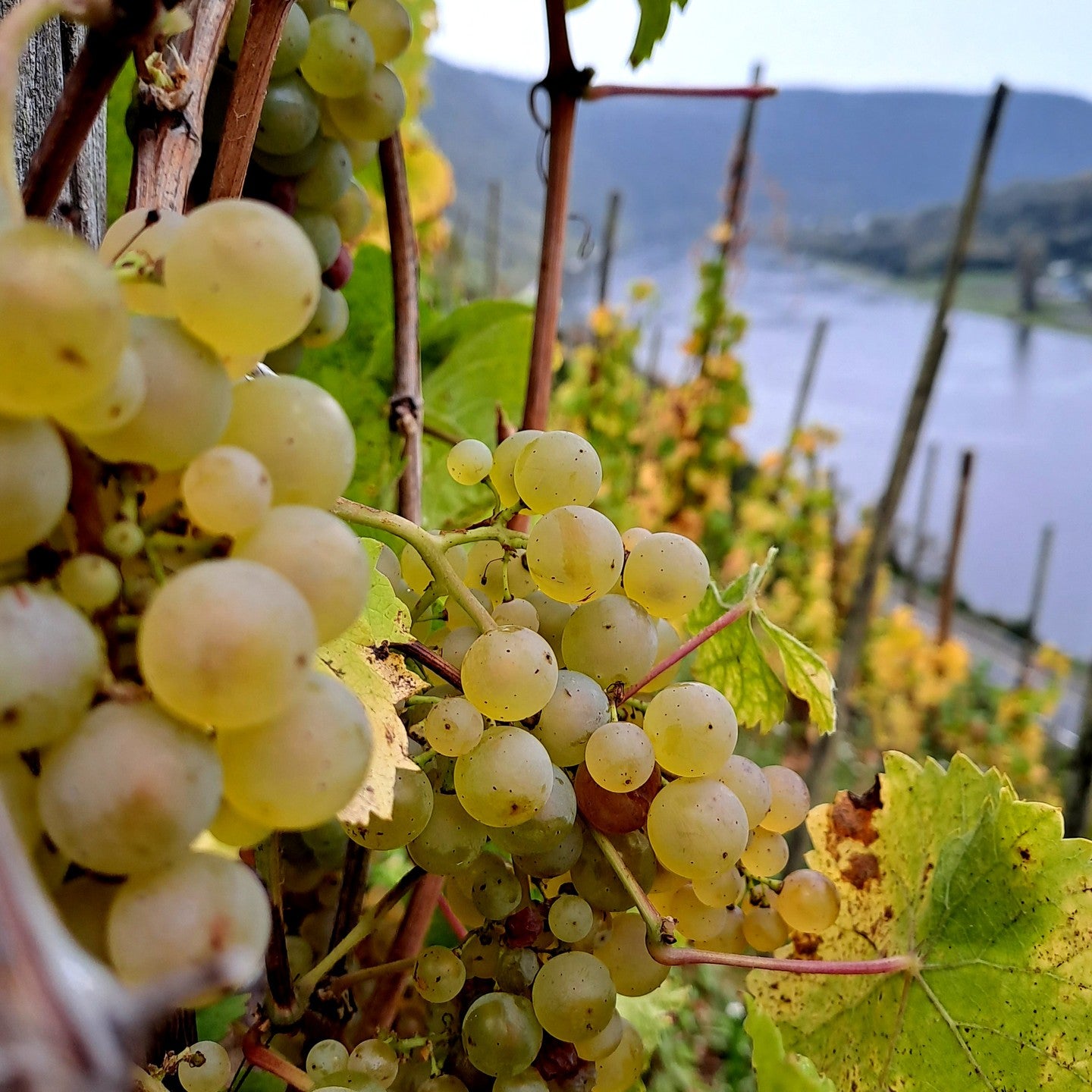 包含Batterieberg Cru 80年無接枝老樹混釀 - Weingut Immich-Batterieberg "Escheburg" Riesling 2018 (RP: 92+)