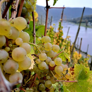 包含Batterieberg Cru 80年無接枝老樹混釀 - Weingut Immich-Batterieberg "Escheburg" Riesling 2018 (RP: 92+)
