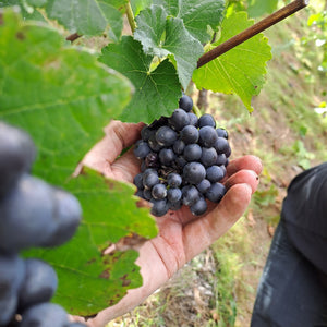 Weingut Immich-Batterieberg ROB Pinot Noir Rosé 2020
