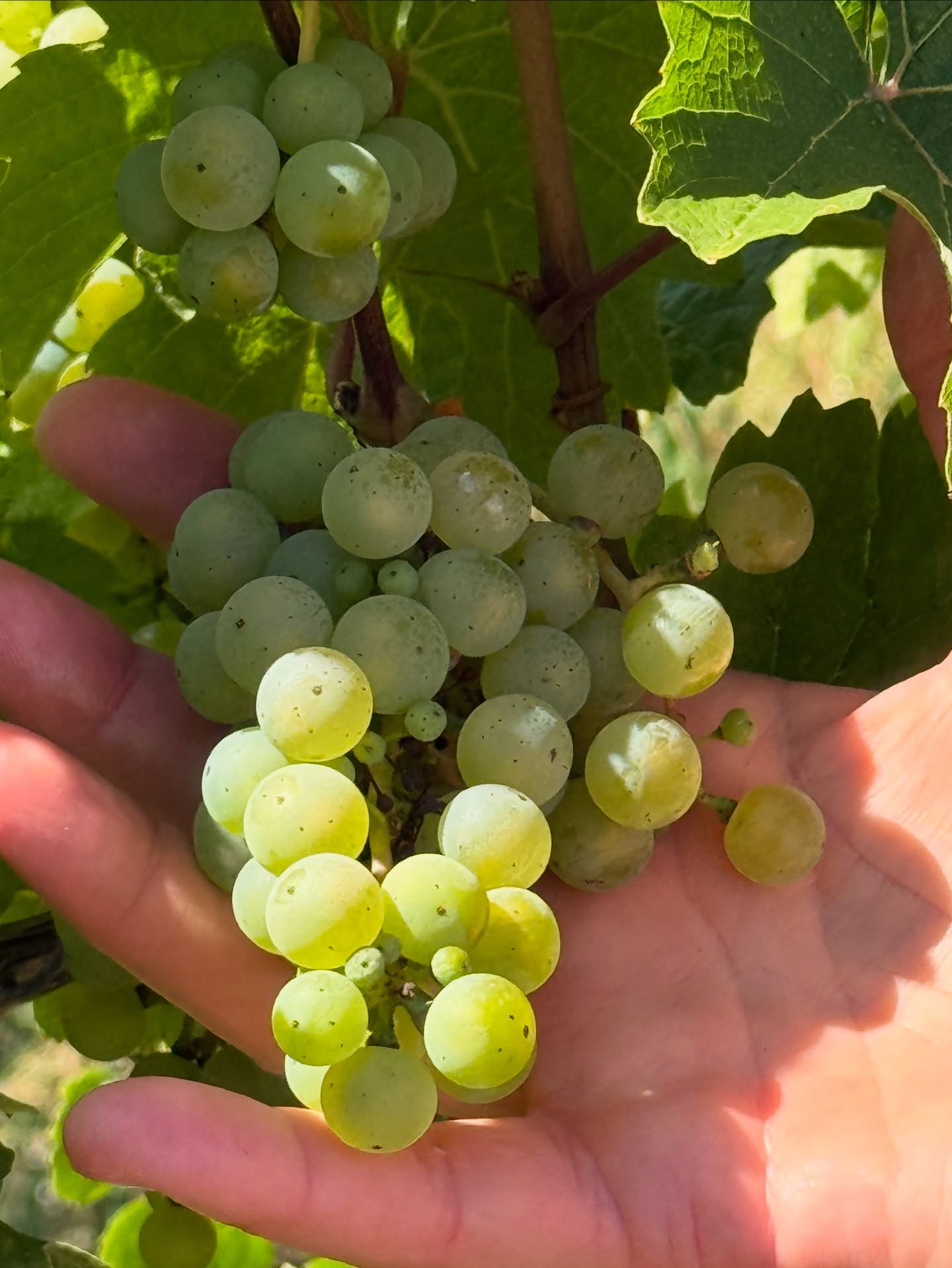 Weingut C. von Nell-Breuning Kaseler Nies'chen Riesling Spatlese Trocken 2015 (Dry Style)