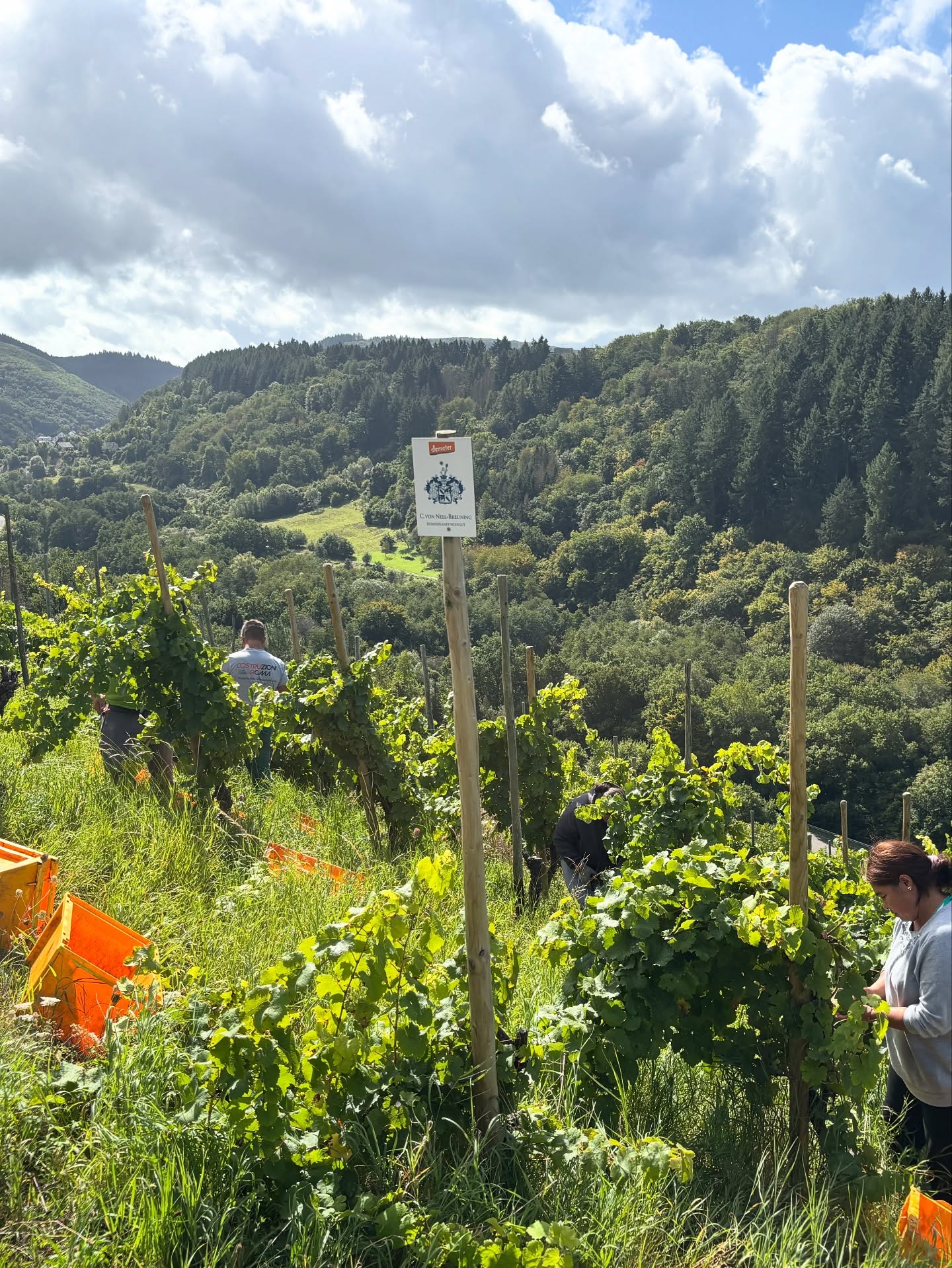 Weingut C. von Nell-Breuning Kaseler Dominikanerberg (Monopole) Riesling Alte Reben Trocken 2019 (Old Vines Dry Style)