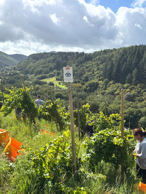 Weingut C. von Nell-Breuning Kaseler Nies'chen Riesling Spatlese Trocken 2015 (Dry Style)