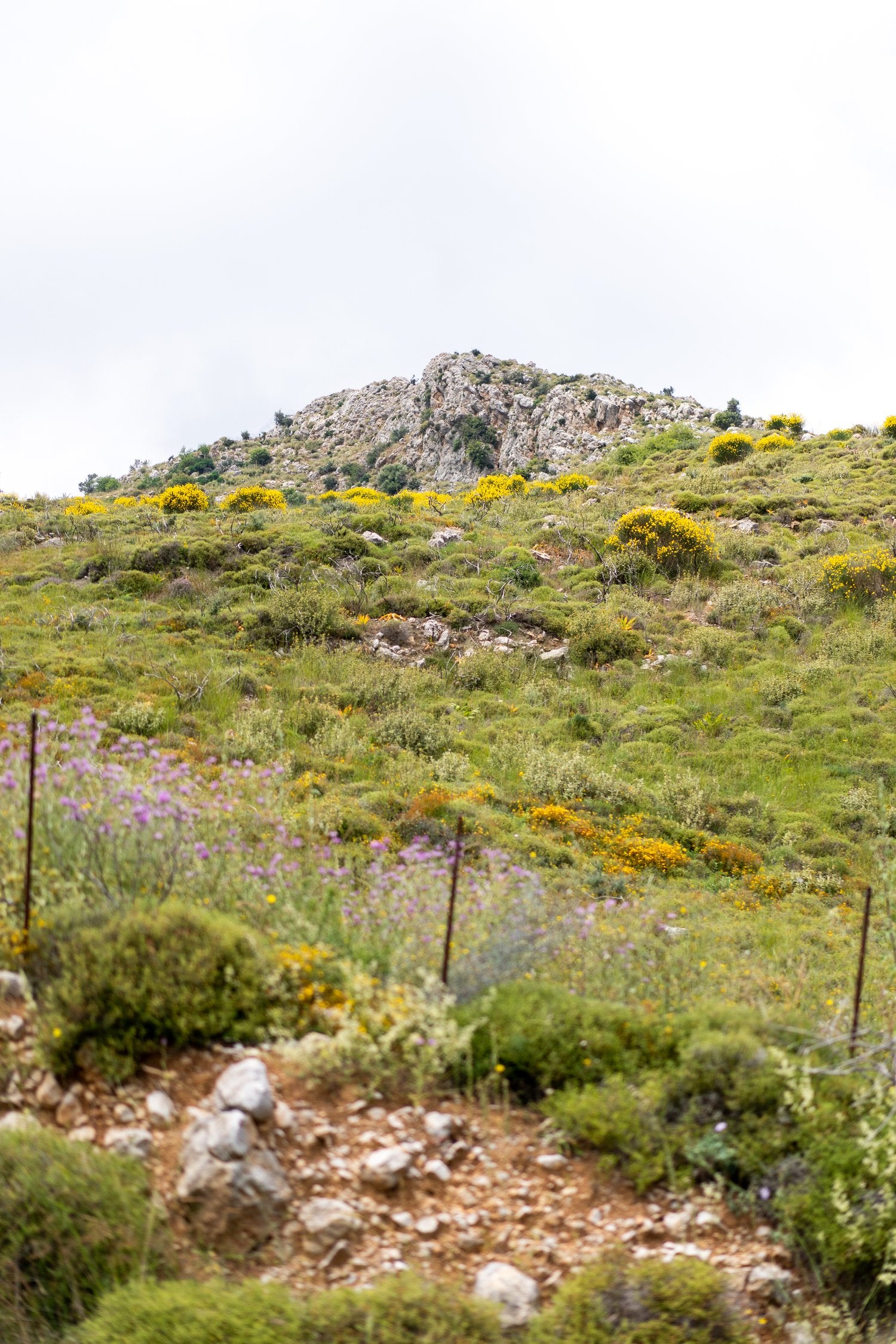 希臘有機草本茶膠囊 <br> Teapsule Organic Chamomile <br>洋甘菊 - 10 capsules