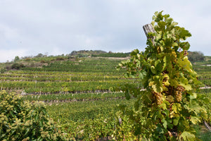 Pichler-Krutzler Grüner Veltliner "Kellerberg" Late Bottled Vintage 2019 (Falstaff: 98)