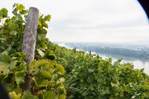 奧地利明日之星 - Pichler-Krutzler Gruner Veltliner "Ried Pfaffenberg" Alte Reben 2021 (Old Vines) (Falstaff:96)